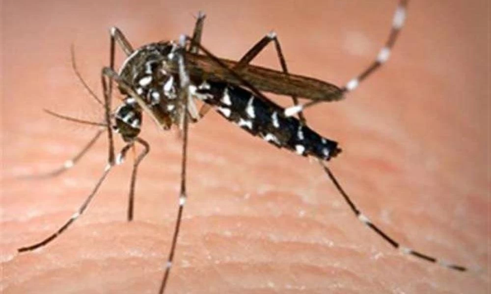 Τσιμπήματα εντόμων: Πώς να τα αναγνωρίζετε στο δέρμα